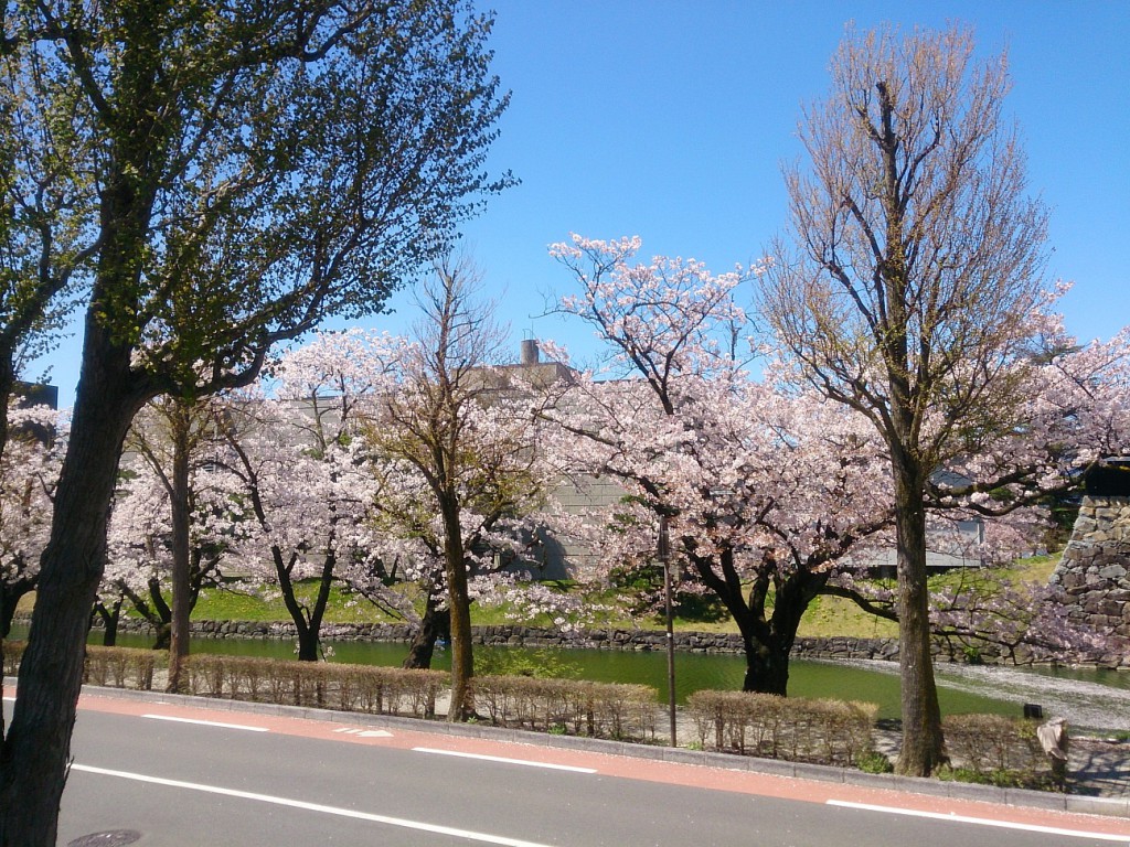 桜-松本