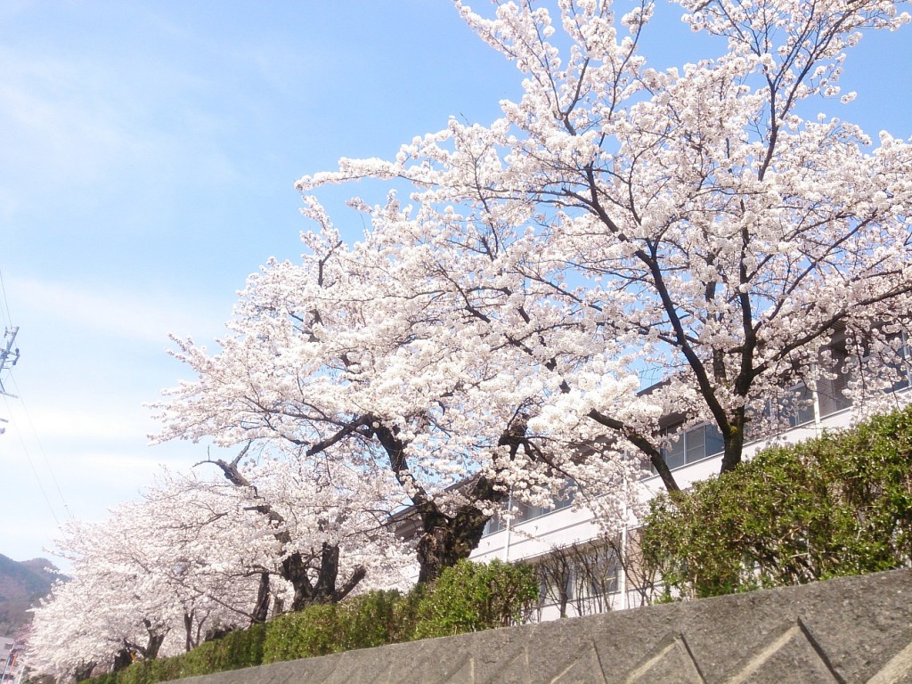 桜-長野